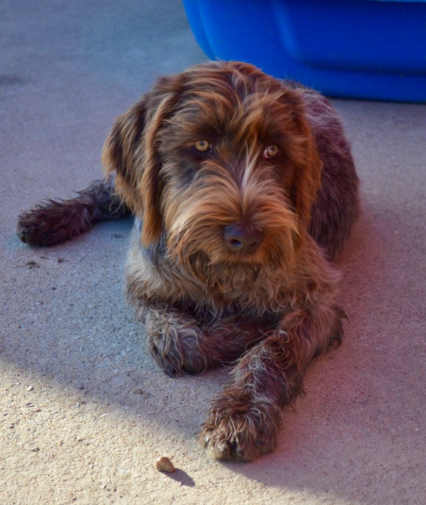 Aïka des Mordorees Automnales