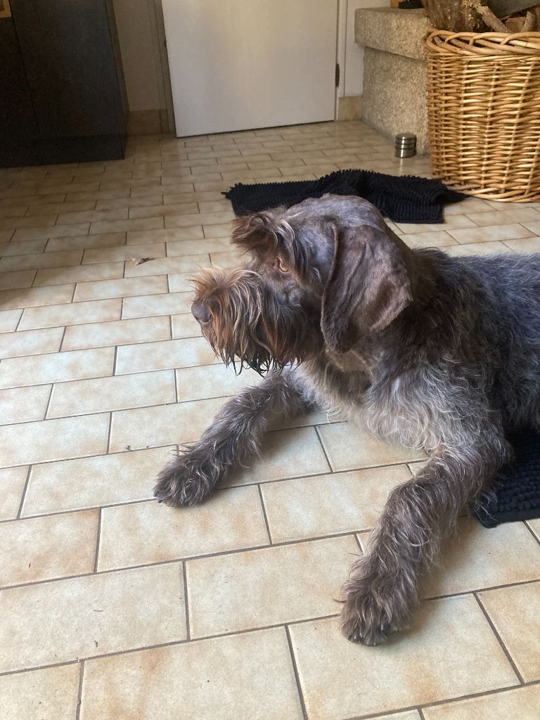 Alfa des Mordorees Automnales