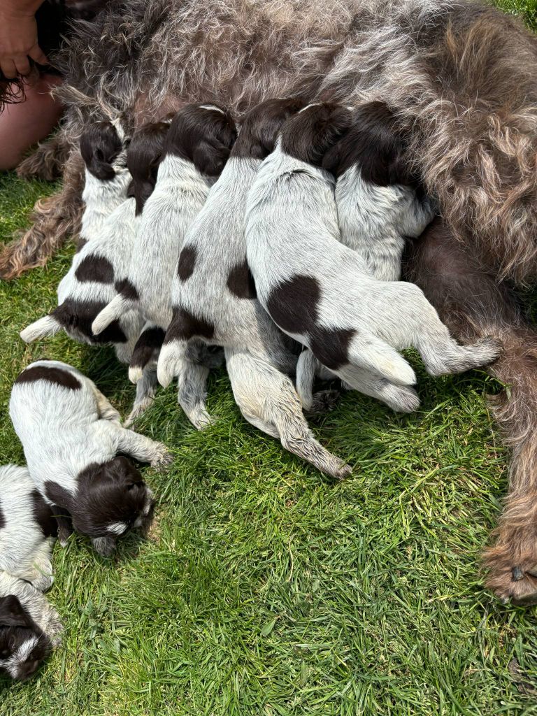 Chiots disponibles