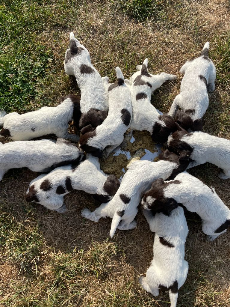 des Mordorees Automnales - Naissance des Chiots