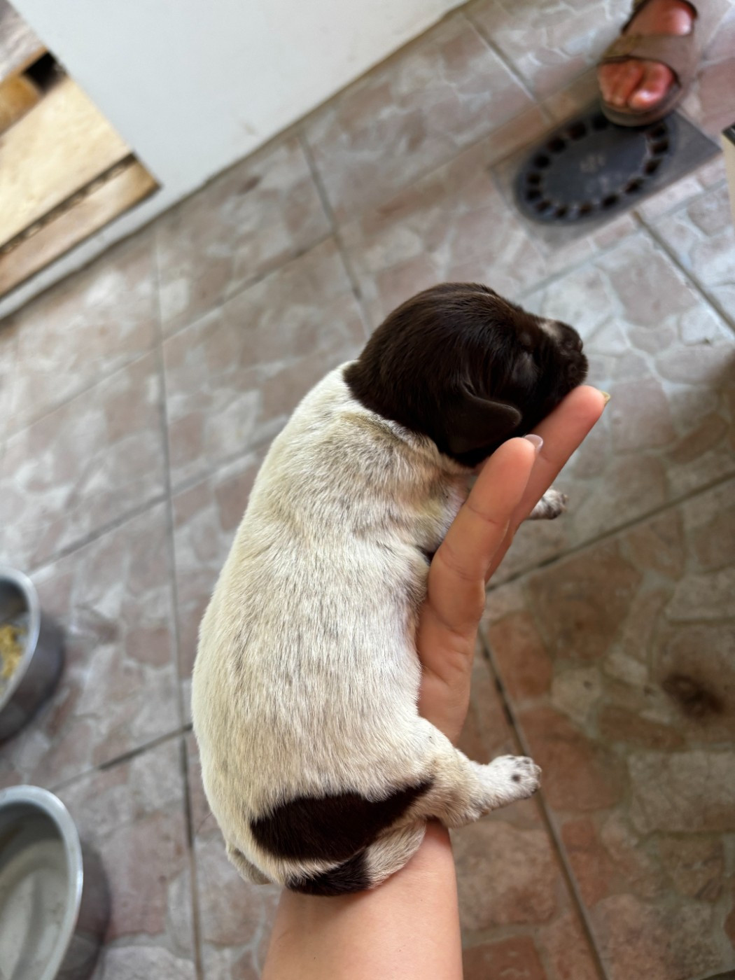 des Mordorees Automnales - Chiots disponibles - Griffon d'arrêt à poil dur Korthals