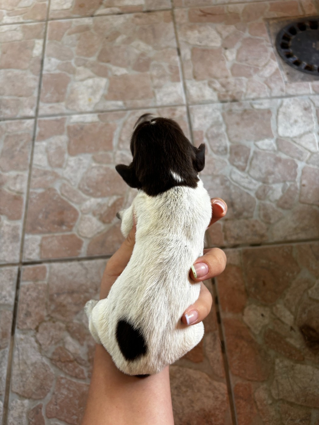 des Mordorees Automnales - Chiots disponibles - Griffon d'arrêt à poil dur Korthals