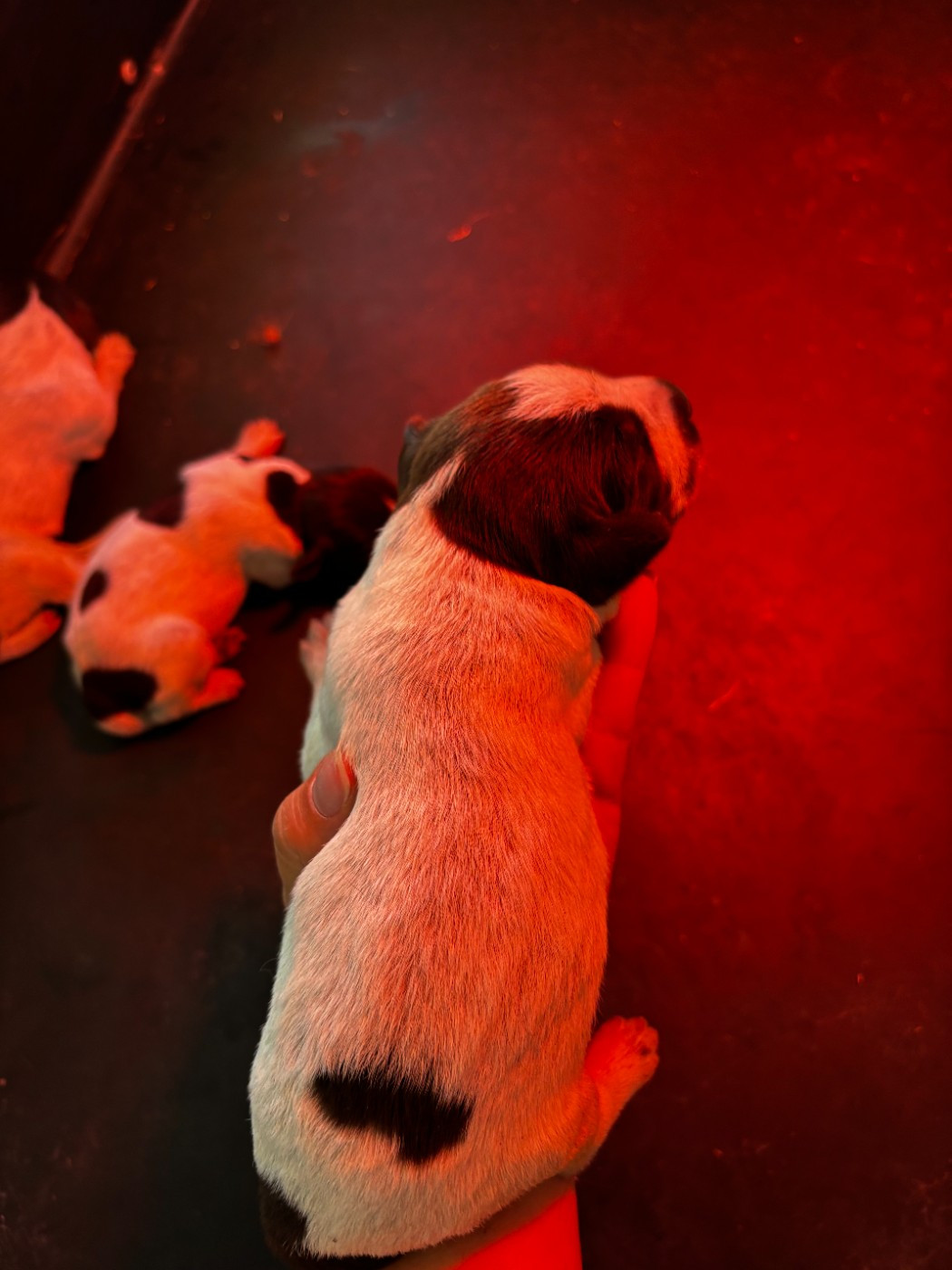 des Mordorees Automnales - Chiots disponibles - Griffon d'arrêt à poil dur Korthals