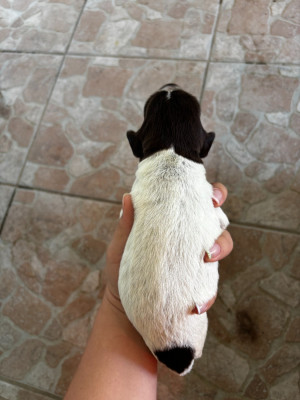 CHIOT 1