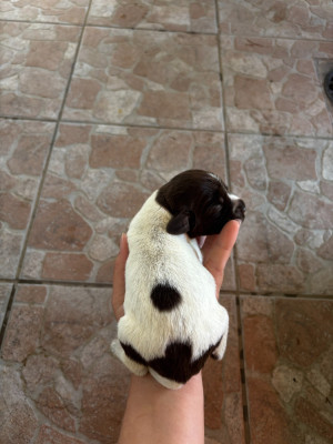 CHIOT 2