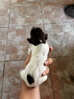 CHIOT 5