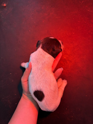 CHIOT 6