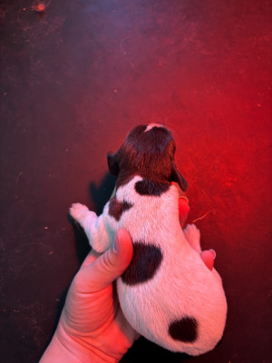CHIOT 7