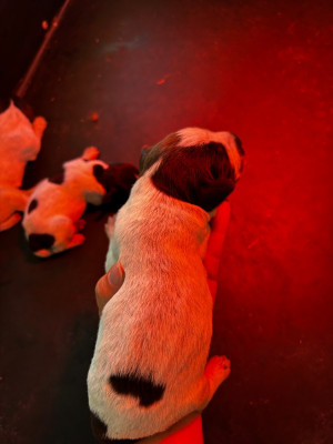 CHIOT 8