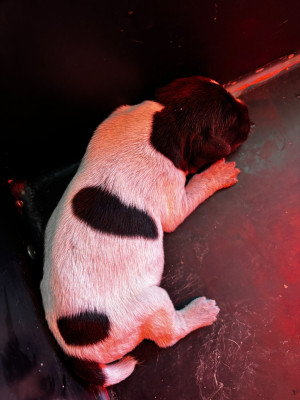 CHIOT 9
